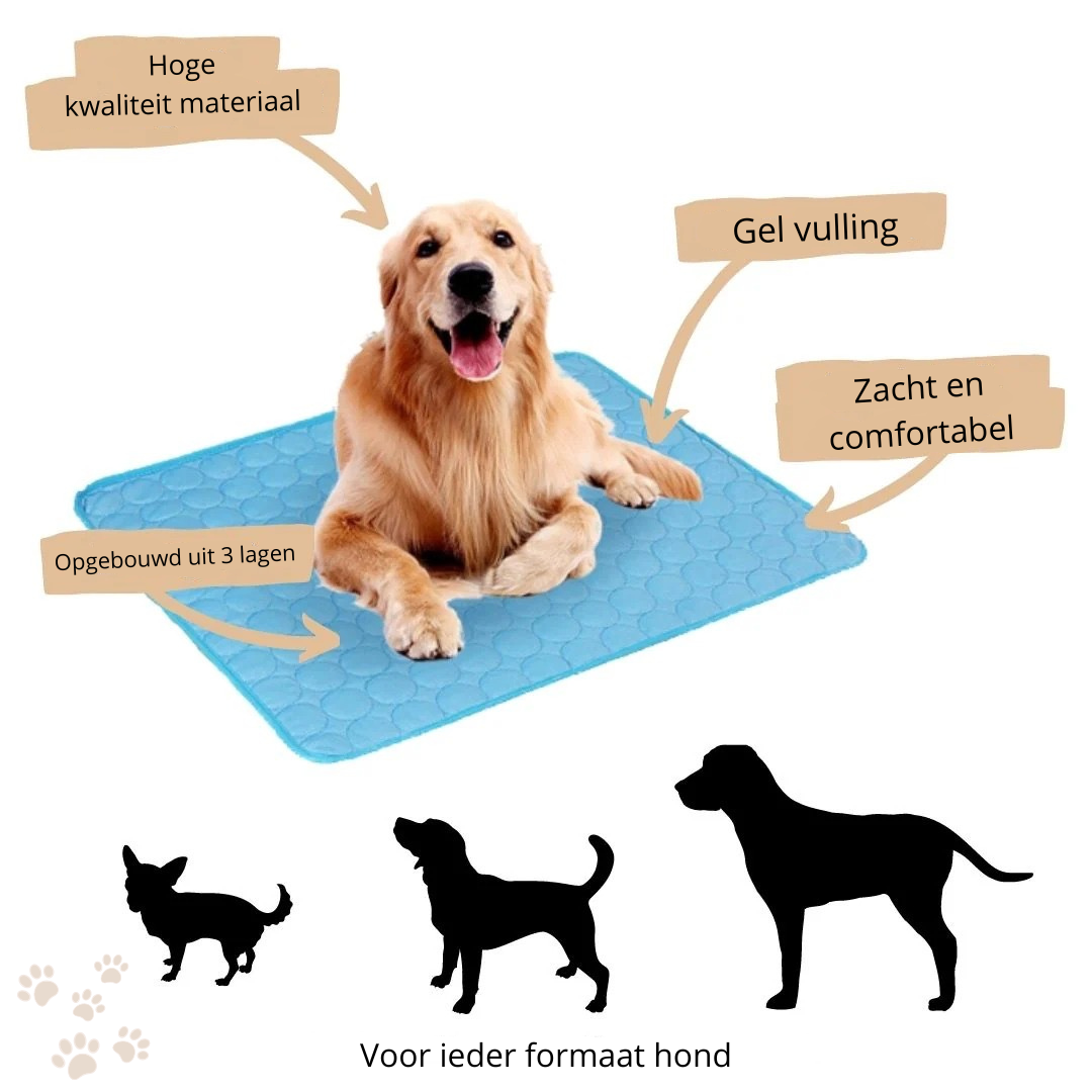 Schützen Sie Ihren Hund vor Überhitzung!