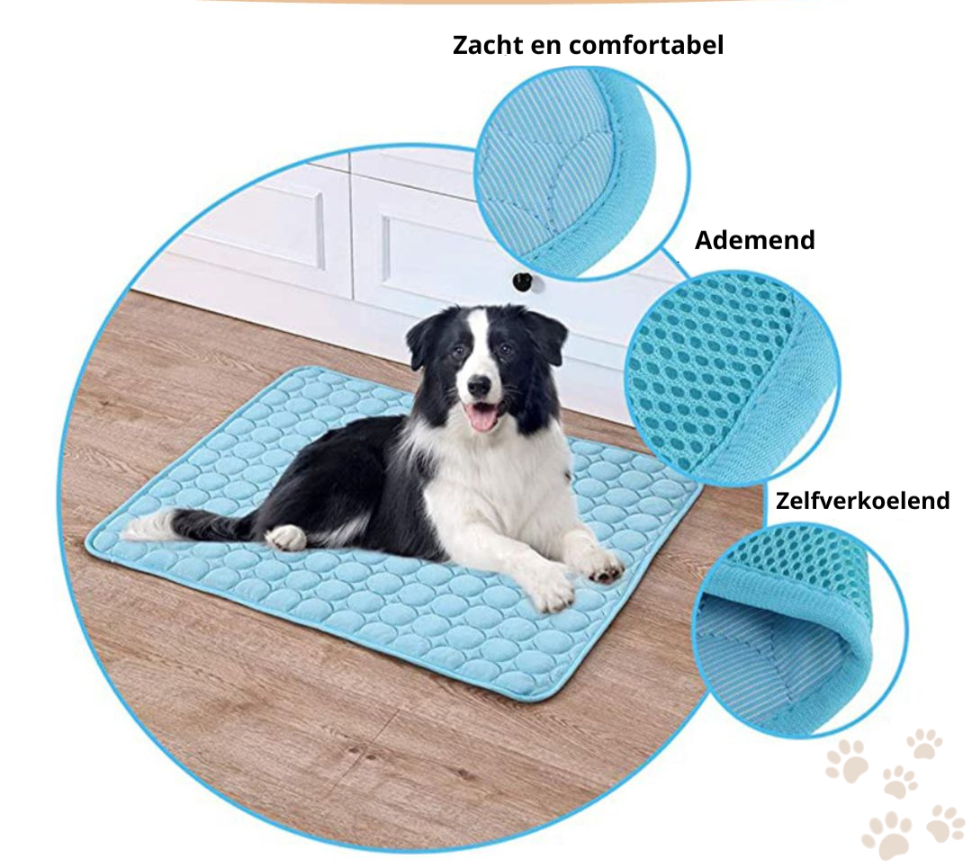 Schützen Sie Ihren Hund vor Überhitzung!