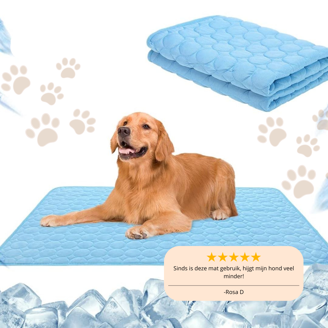 Schützen Sie Ihren Hund vor Überhitzung!