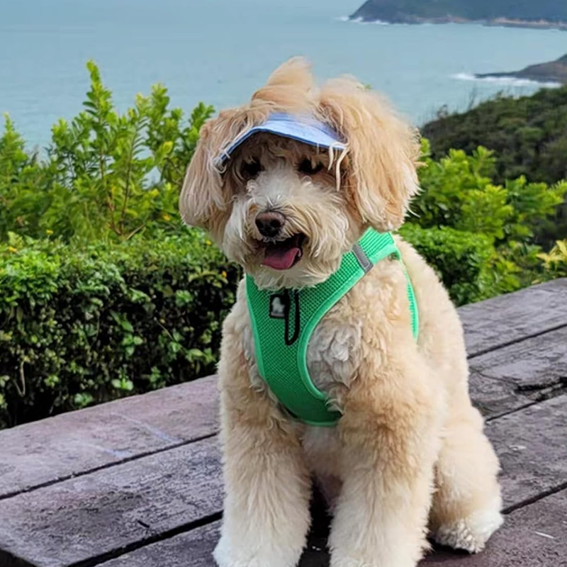 Outdoor-Sonnenschutzhaube für Hunde
