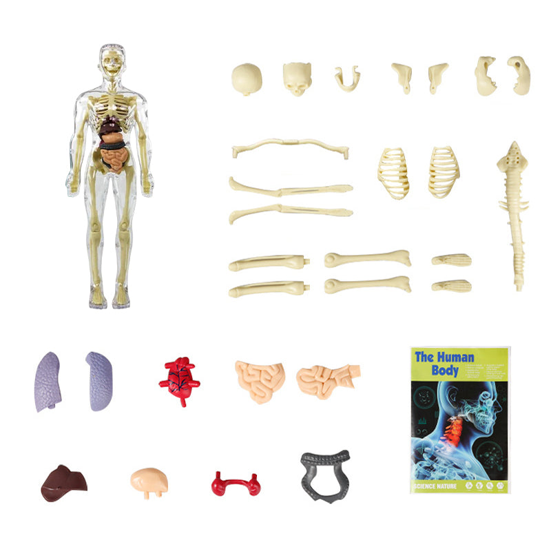 KörperEntdecker™ Spielerisches Lernen der Anatomie für Kinder | 50% RABATT