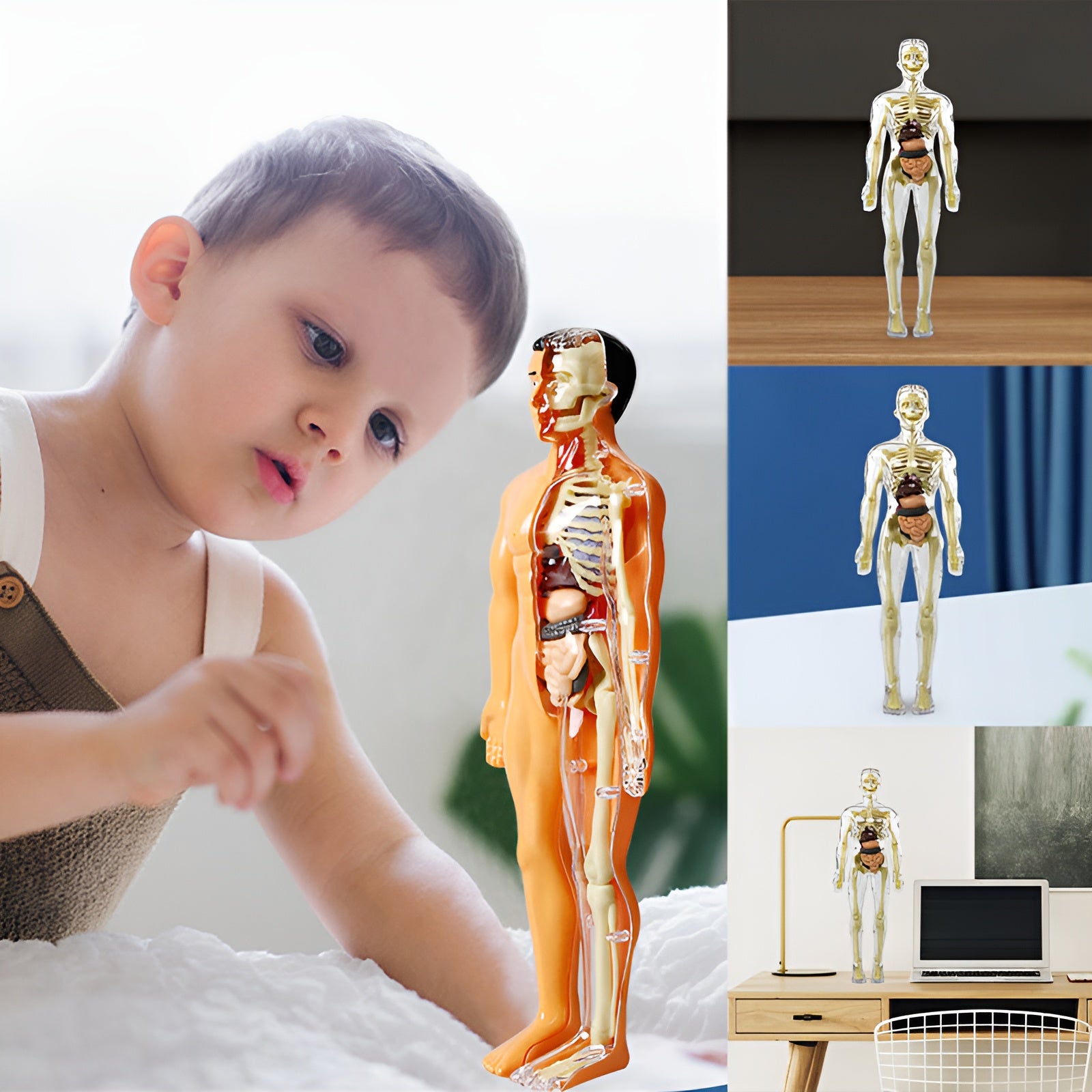 KörperEntdecker™ Spielerisches Lernen der Anatomie für Kinder | 50% RABATT