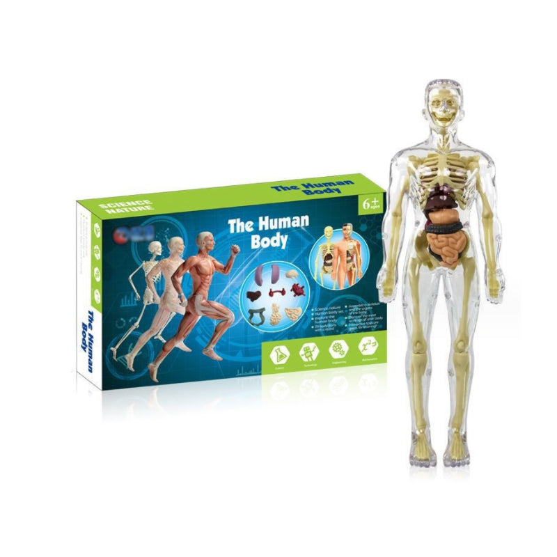 KörperEntdecker™ Spielerisches Lernen der Anatomie für Kinder | 50% RABATT