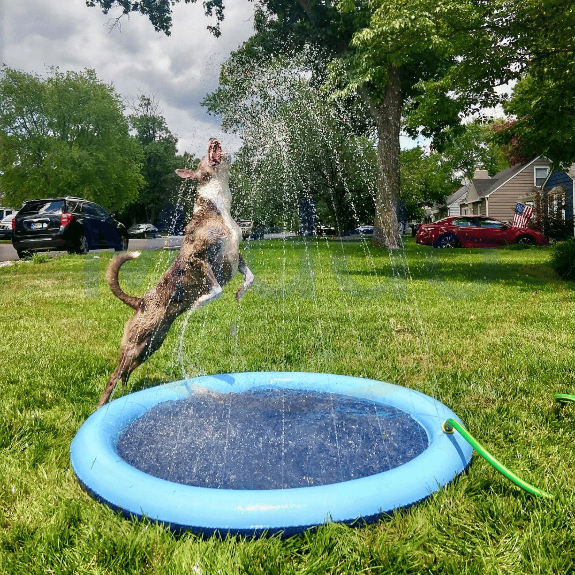 https://cdn.shopify.com/s/files/1/0617/1787/2862/files/splashzone-hond-springt-water-www.middo.nl.png?v=1718791592