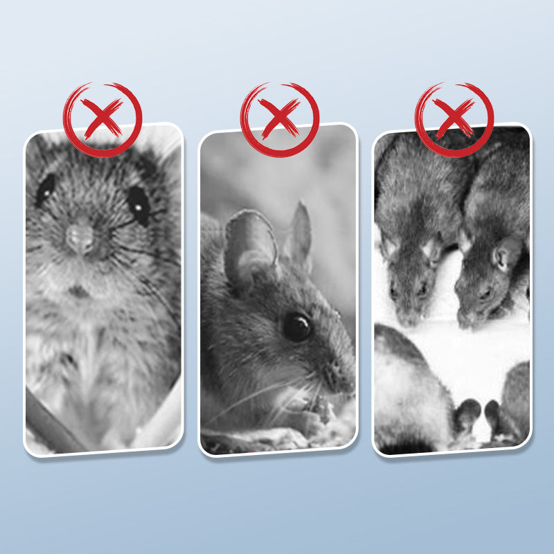RodentGuard – Wiederverwendbare Rattenfalle | 1+2 GRATIS