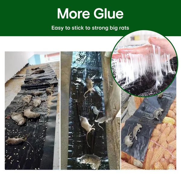 EcoTrap – Große Klebefalle für Mäuse | 1+1 GRATIS