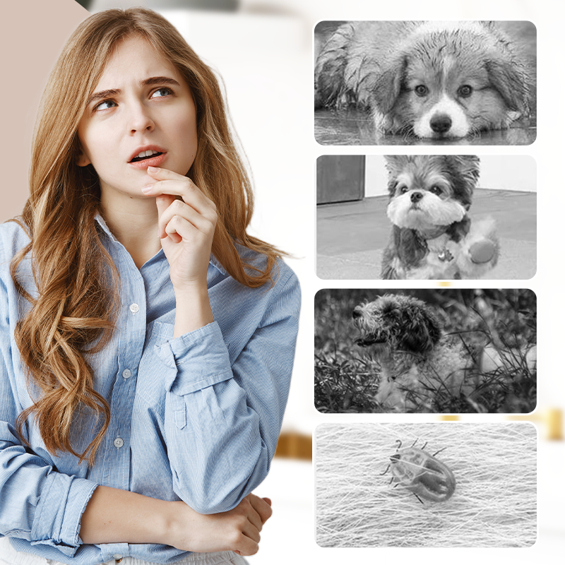 PawGuard – Staubdichte Outdoor-Hosen für Hunde