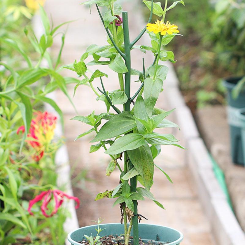 GreenGrow – Künstliche Pflanzenstütze